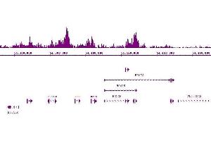 Suz12 antibody (pAb) tested by ChIP-Seq. (SUZ12 antibody  (C-Term))