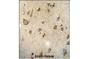 RET Monoclonal( Ascites) ABIN659065 immunohistochemistry analysis in formalin fixed and paraffin embedded human brain tissue followed by peroxidase conjμgation of the secondary antibody and DAB staining. (Ret Proto-Oncogene antibody)