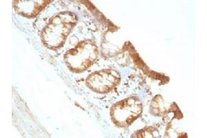 IHC testing of FFPE rat colon with Moesin antibody (clone MSN/491). (Moesin antibody)