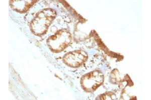 IHC testing of FFPE rat colon with Moesin antibody (clone MSN/491).