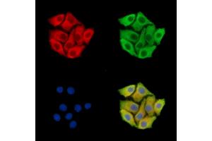 ABIN7096004 and ABIN7100066 staining Hela cells by IF/ICC.