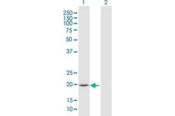 SSH2 antibody  (AA 1-178)