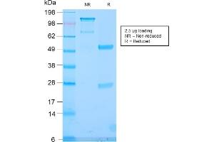 SDS-PAGE Analysis Purified TLE1 Rabbit Recombinant Monoclonal Antibody (TLE1/2946R). (Recombinant TLE1 antibody  (AA 175-338))