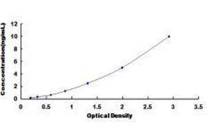 CD19 Molecule (CD19) ELISA Kit