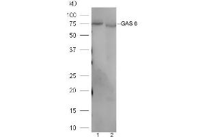 Lane 1: Mouse liver lysates Lane 2: Mouse kidney lysates probed with Rabbit Anti-GAS 6 Polyclonal Antibody, Unconjugated (ABIN873146) at 1:300 overnight at 4 °C. (GAS6 antibody  (AA 551-650))