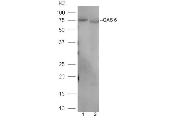 GAS6 抗体  (AA 551-650)