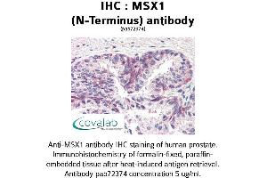 Image no. 1 for anti-Msh Homeobox 1 (MSX1) (N-Term) antibody (ABIN1737101) (MSX1 antibody  (N-Term))