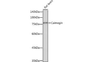 Western blot analysis of extracts of Rat testis, using Calmegin Rabbit mAb (ABIN7266025) at 1:1000 dilution.