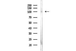 Western blot analysis of lysates from COS-7 cells(heat-shock,45 min treatment), using LIG1 Antibody at 1/1000 dilution.