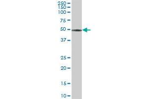 CCM2 MaxPab polyclonal antibody. (CCM2 antibody  (AA 1-444))