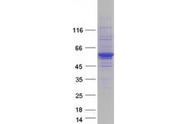 TAT Protein (Myc-DYKDDDDK Tag)