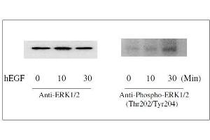 Western Blotting (WB) image for ERK1/2, JNK, p38 MAPK ELISA Kit (ABIN1981832)