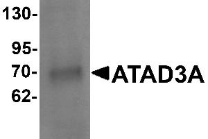 Western blot analysis of ATAD3A in Daudi cell lysate with ATAD3A antibody at 1 µg/mL . (ATAD3A antibody  (N-Term))