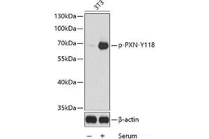 Western blot analysis of extracts from 3T3 cells using Phospho-PXN(Y118) Polyclonal Antibody. (Paxillin antibody  (pTyr118))