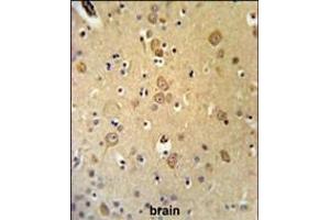 LRRTM1 Antibody (Center) (ABIN653675 and ABIN2843005) IHC analysis in formalin fixed and paraffin embedded brain tissue followed by peroxidase conjugation of the secondary antibody and DAB staining. (LRRTM1 antibody  (AA 88-117))