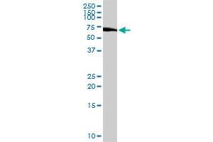 C1orf38 antibody  (AA 1-132)