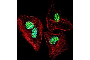 Fluorescent confocal image of Hela cell stained with NFIA Antibody . (NFIA antibody  (C-Term))