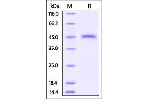 Mouse CD3 epsilon, Fc Tag on SDS-PAGE under reducing (R) condition. (CD3 epsilon Protein (CD3E) (AA 23-108) (Fc Tag))