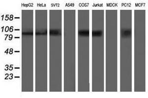 Image no. 6 for anti-Anaphase Promoting Complex Subunit 2 (ANAPC2) antibody (ABIN1496634)