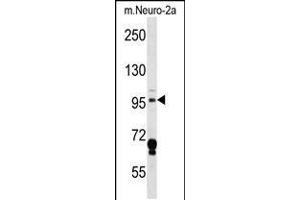 Western blot analysis in mouse Neuro-2a cell line lysates (35ug/lane). (MAP4K3 antibody  (AA 501-529))