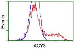 Image no. 2 for anti-Aminoacylase 3 (ACY3) antibody (ABIN1496467) (Aminoacylase 3 antibody)