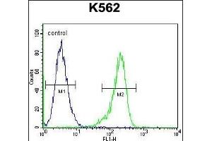 RPS19 Antibody (Center) (ABIN655978 and ABIN2845362) flow cytometric analysis of K562 cells (right histogram) compared to a negative control cell (left histogram). (RPS19 antibody  (AA 25-54))
