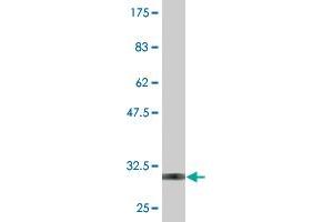 Western Blotting (WB) image for anti-Prodynorphin (PDYN) (AA 205-254) antibody (ABIN518770)