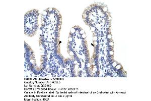 Rabbit Anti-EXOSC10 Antibody  Paraffin Embedded Tissue: Human Intestine Cellular Data: Epithelial cells of intestinal villas Antibody Concentration: 4. (EXOSC10 antibody  (C-Term))