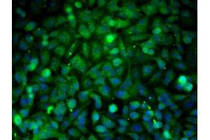 Image provided by One World Lab validation program. (PTPN1 antibody  (AA 1-100))