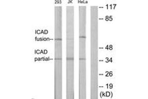 Western Blotting (WB) image for anti-DNA Fragmentation Factor, 45kDa, alpha Polypeptide (DFFA) (AA 151-200) antibody (ABIN2889986) (DFFA antibody  (AA 151-200))