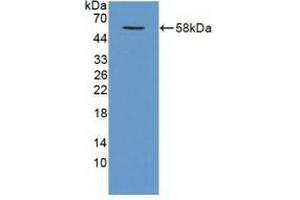 Western blot analysis of recombinant Human TRAF1. (TRAF1 antibody  (AA 131-381))