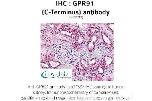 Image no. 1 for anti-Succinate Receptor 1 (SUCNR1) (C-Term) antibody (ABIN1735198) (SUCNR1 antibody  (C-Term))