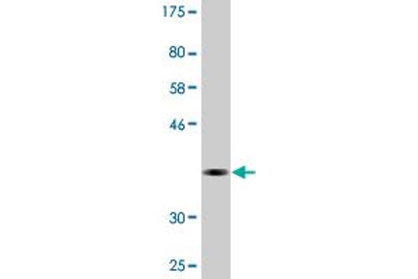 CDYL antibody  (AA 153-260)