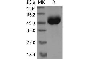 Western Blotting (WB) image for Opioid Binding Protein/cell Adhesion Molecule-Like (OPCML) (AA 5-313) (Active) protein (His tag) (ABIN7320058) (OPCML Protein (AA 5-313) (His tag))