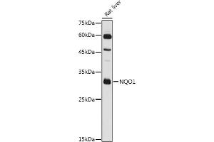 Western Blotting (WB) image for anti-NAD(P)H Dehydrogenase, Quinone 1 (NQO1) (AA 1-50) antibody (ABIN3022060)