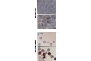 Hsp70 Hsc70 ( BB70), rat nuclear smears and liver sections (top control). (HSP70/HSC70 antibody)