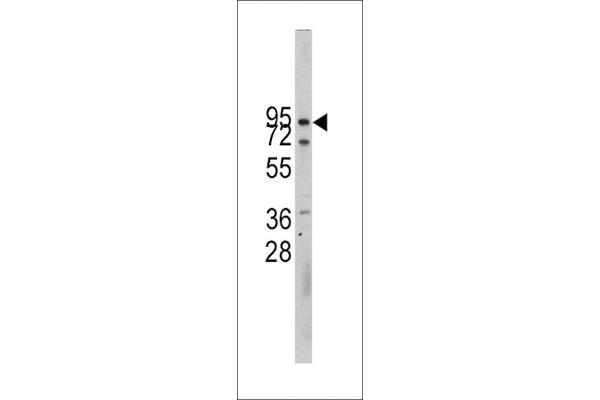 CDH10 antibody  (N-Term)