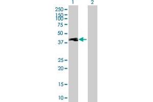 Western Blot analysis of TEKT1 expression in transfected 293T cell line by TEKT1 MaxPab polyclonal antibody. (TEKT1 antibody  (AA 1-418))