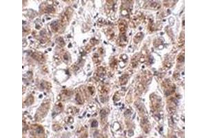 Immunohistochemistry (IHC) image for anti-Acyl-CoA Thioesterase 13 (ACOT13) (C-Term) antibody (ABIN1030735)