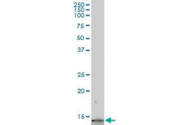 JTB antibody  (AA 1-146)