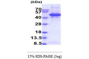 SDS-PAGE (SDS) image for alpha-2-HS-Glycoprotein (AHSG) (AA 19-345) protein (His tag) (ABIN5854268) (Fetuin A Protein (AA 19-345) (His tag))