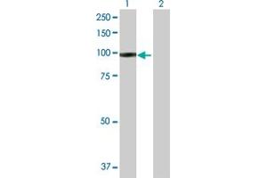 Western Blot analysis of IFI35 expression in transfected 293T cell line by IFI35 MaxPab polyclonal antibody.