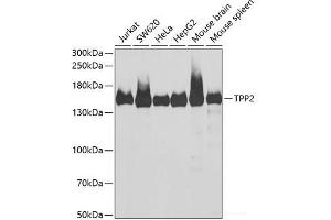 Western blot analysis of extracts of various cell lines using TPP2 Polyclonal Antibody at dilution of 1:1000. (Tpp2 antibody)