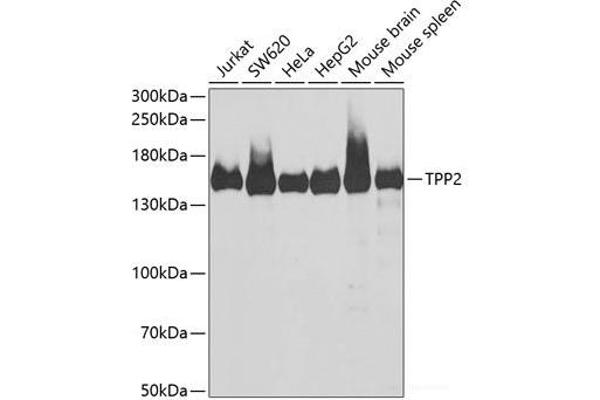 Tpp2 anticorps