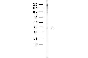 anti-Fibroblast Growth Factor Binding Protein 1 (FGFBP1) (C-Term) antibody