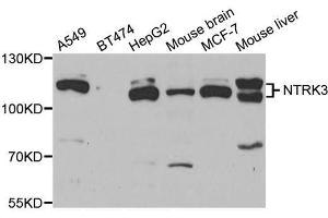 Western blot analysis of extracts of various cell lines, using NTRK3 antibody (ABIN5973454) at 1/1000 dilution. (NTRK3 antibody)