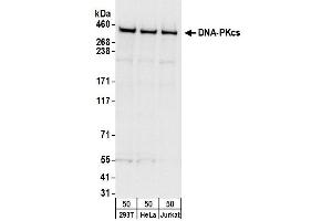 Western Blotting (WB) image for anti-Protein Kinase, DNA-Activated, Catalytic Polypeptide (PRKDC) (AA 4078-4128) antibody (ABIN7453431)