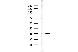 Western blot analysis of lysates from HUVEC cells(starvation,24h treatment), using OR52M1 Antibody at 1/1000 dilution.