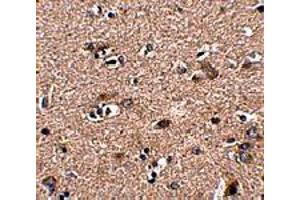 Immunohistochemistry of SCAMP4 in human brain tissue with SCAMP4 polyclonal antibody  at 2. (SCAMP4 antibody  (C-Term))