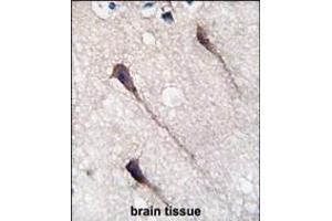 Formalin-fixed and paraffin-embedded humanbrain tissue reacted with Phospho-PUM1-Y83. (PUM1 antibody  (AA 62-91))